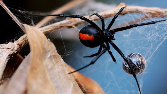 Αυστρία: Έκλεισε σούπερ μάρκετ όπου εντοπίστηκε δηλητηριώδης αράχνη που προκαλεί επώδυνη στύση
